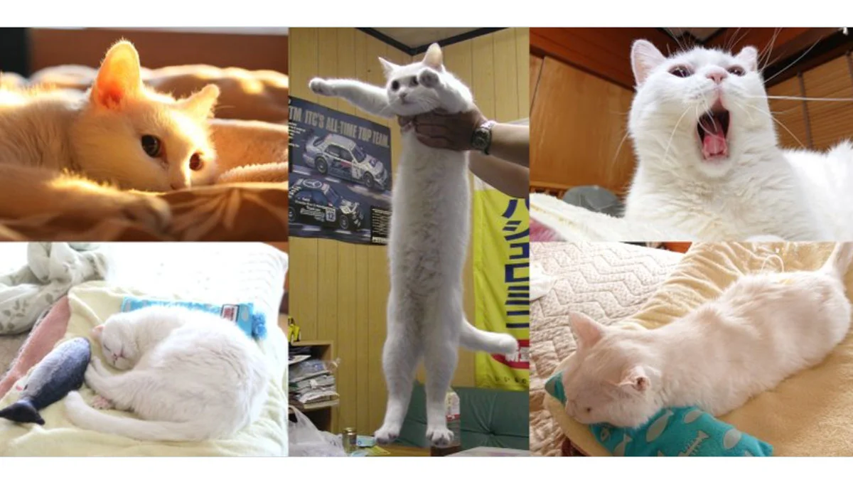 Longcat — A pristine, professionally-lit photograph of the famous white elongated cat stretched horizontally in human hands with exceptional clarity.
