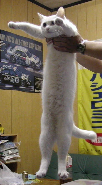Longcat — A clear photograph of the famous white elongated cat being held vertically by a human hand against a neutral background.
