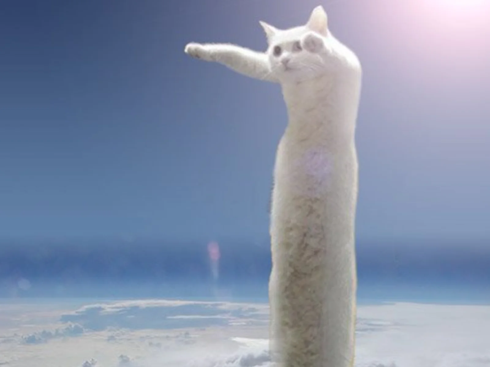 Longcat — An iconic photograph of a pure white cat stretched to impossible length horizontally against a blue sky with clouds.