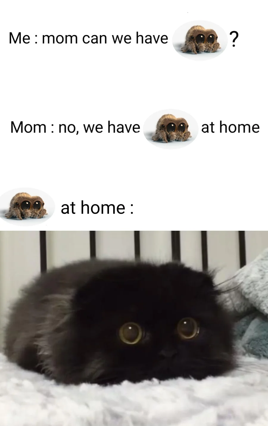 We have Lucas the Spider at home meme showing a fluffy black cat with big eyes