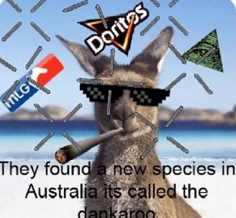 Major League Gaming — Kangaroo with MLG sunglasses and joint captioned 'dankaroo'