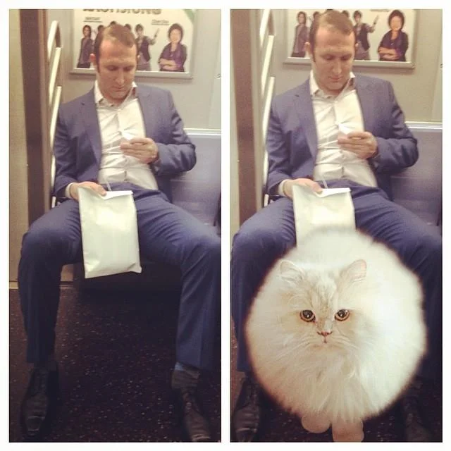 Manspreading — Two-panel photo of a suited subway rider with a cat photoshopped between his legs