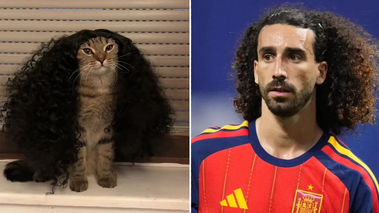 Marc Cucurella Cat: What to Know
