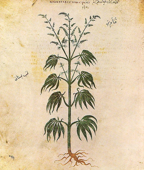 Marijuana — Ancient manuscript illustration of a cannabis plant with roots and leaves