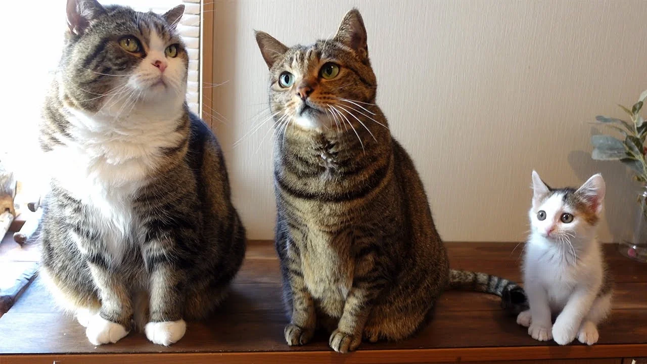 Maru the cat sitting alongside Hana and a small kitten on a wooden surface