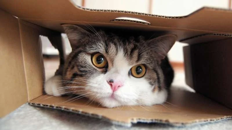 Maru the cat peeking his head through a hole in a cardboard box