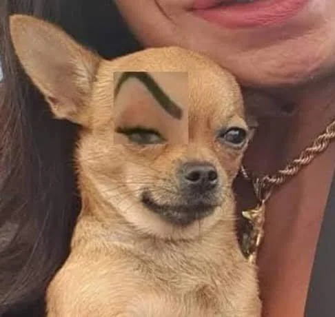 Mc Mirella Sobrancelha — Chihuahua dog with MC Mirella's eyebrow pasted onto its face.