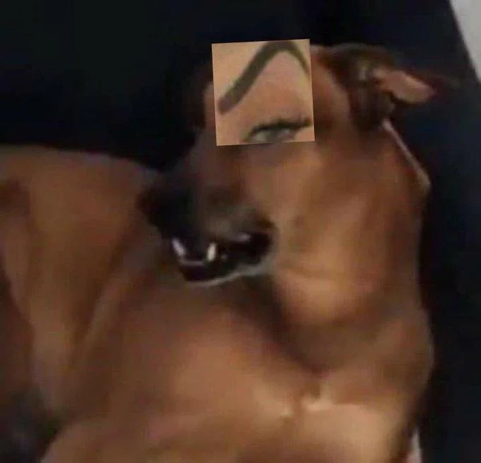 Mc Mirella Sobrancelha — Brown dog with MC Mirella's eyebrow edited onto its face.