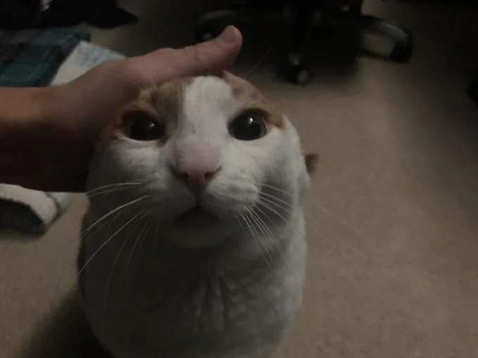 Me Petting My Cat Before the Nuclear Blast — Original photo of an orange and white cat being petted on the head