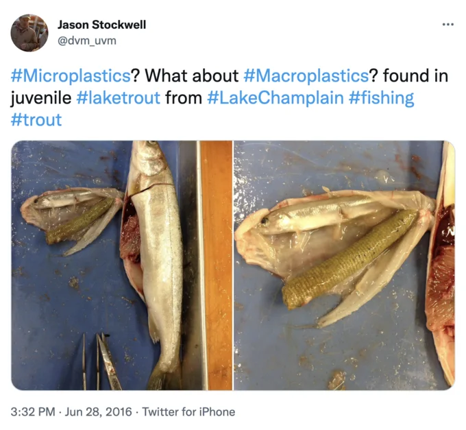 Microplastics — Tweet showing a juvenile lake trout with a large plastic fragment inside its body cavity