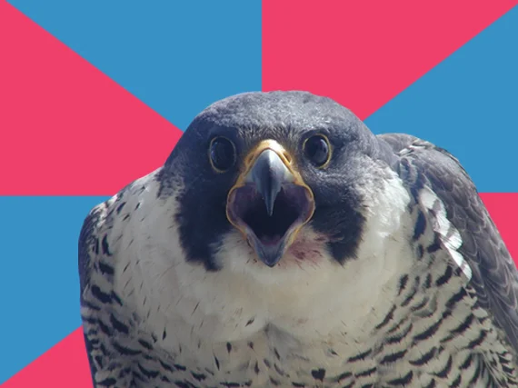 Millennial Falcon — Peregrine falcon with open beak on pink and blue pinwheel background