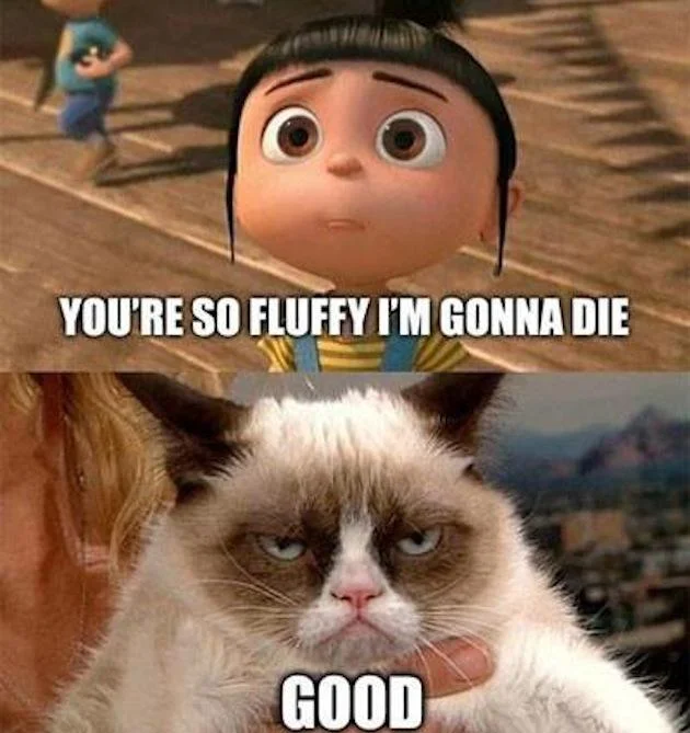 Minions — Meme with Agnes from Despicable Me saying 'You're so fluffy I'm gonna die' and Grumpy Cat responding 'Good'