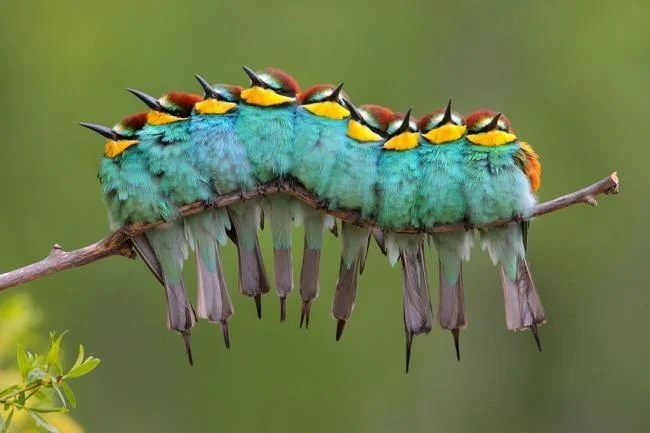 Misleading Thumbnails — Colorful bee-eater birds huddled together forming a caterpillar shape