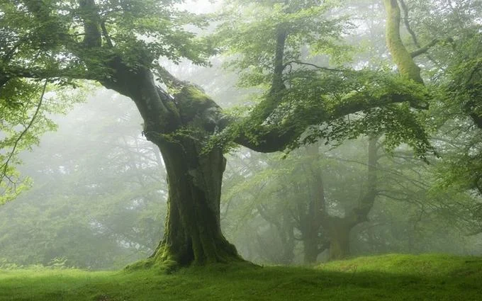 Mobile Game Ad Meme — Atmospheric misty forest with ancient twisted trees