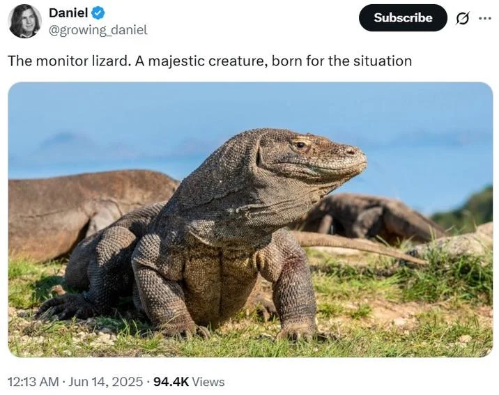 Monitoring The Situation — Twitter post featuring Komodo dragon with caption making wordplay on monitor animal name.