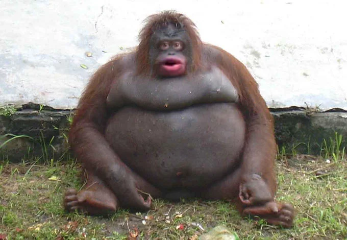 Famous Le Monke obese orangutan in clear well-lit condition showing body mass and expression.