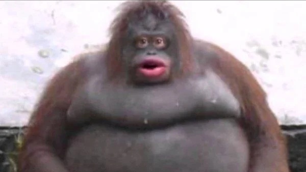 Famous Le Monke obese orangutan with characteristic bewildered expression and distinctive pink lips.