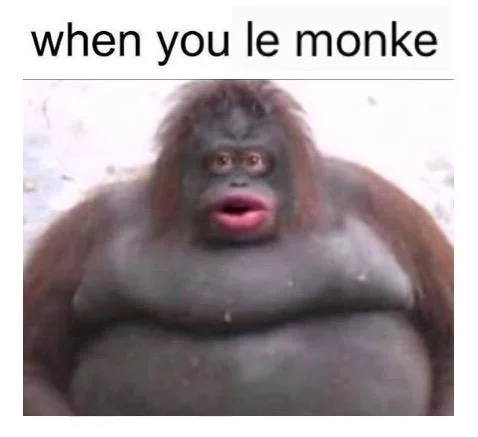 Le Monke obese orangutan with text overlay reading 'when you le monke'.