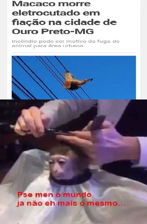 Portuguese meme combining a news headline about an electrocuted monkey with the monkey haircut image