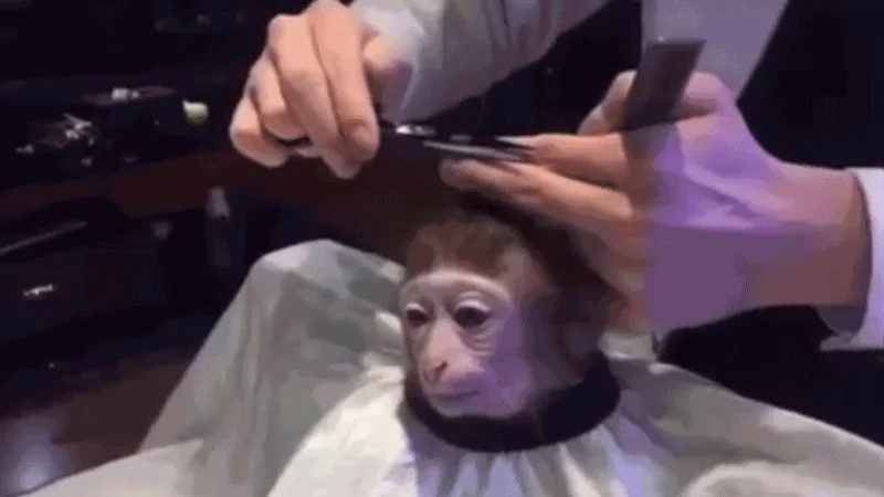 Monkey Haircut — Monkey wearing a barber cape getting its head hair trimmed with scissors