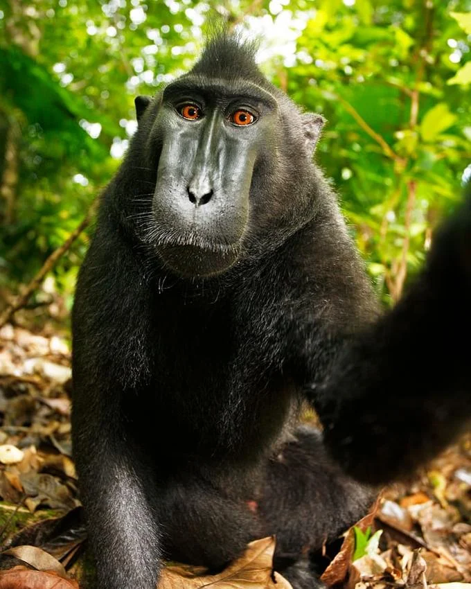 Monkey Selfie — Celebes crested macaque with white facial markings and black crest gazing calmly at camera with blurred jungle background.
