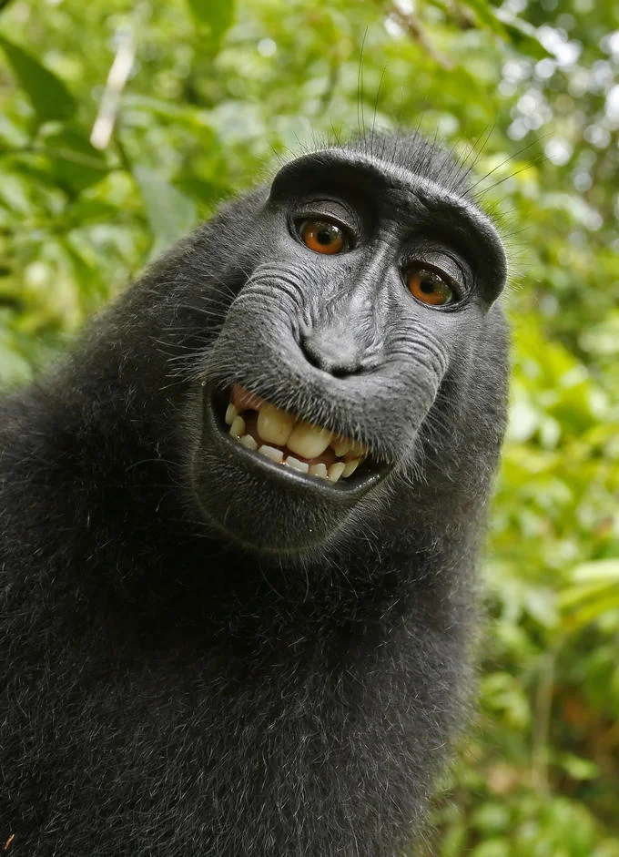 Monkey Selfie — Celebes crested macaque displaying famous toothy grin with direct camera gaze, white facial markings, and prominent crest.