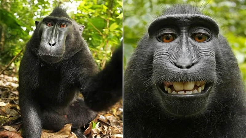Monkey Selfie — Split-screen comparison of Naruto the macaque with calm neutral expression left and famous toothy grin right.