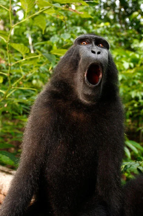Monkey Selfie — Celebes crested macaque with black fur and crest looking directly at camera with open-mouthed shocked expression against jungle backdrop.
