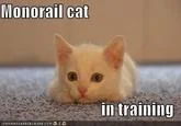 Lolcat-style meme with ginger cat and text 'monorail cat' and 'in training' in impact font.