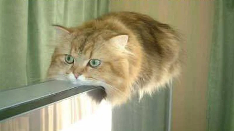Clean photograph of original Monorail Cat: fluffy tan orange tabby with blue eyes gripping shiny metal track.