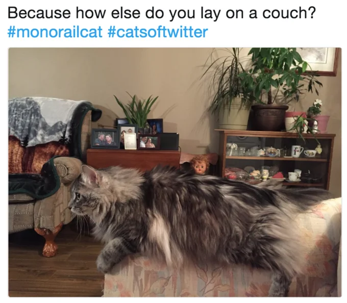 Monorail Cat — Twitter meme screenshot with hashtags and two cats on couch with extended tail.
