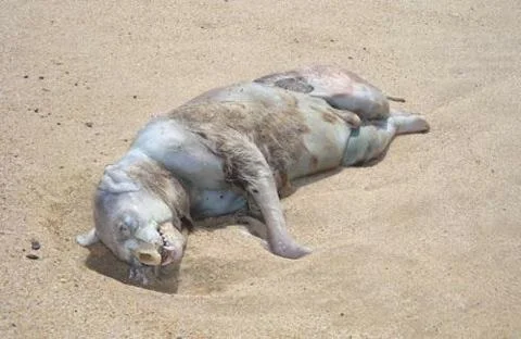 Montauk Monster — Crisp unaltered photograph of hairless mysterious creature on light sand with distinctive elongated body and wrinkled skin.