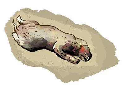 Montauk Monster — Watercolor or painted illustration showing hairless creature rendered on sand with artistic styling.