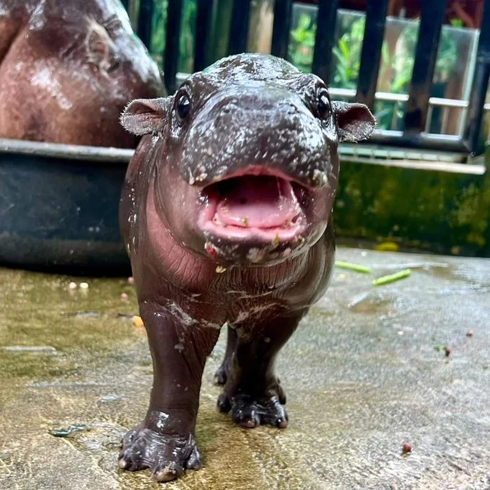 Close-up photograph of baby pygmy hippo Moo Deng on wet concrete with mouth wide open.