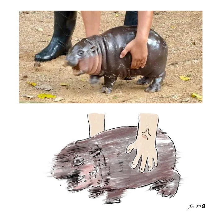 Split image with original viral photo of Moo Deng on top paired with hand-drawn fan art below.