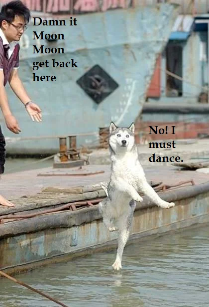 Three wolves close together with Mean Girls parody caption scolding Moon Moon