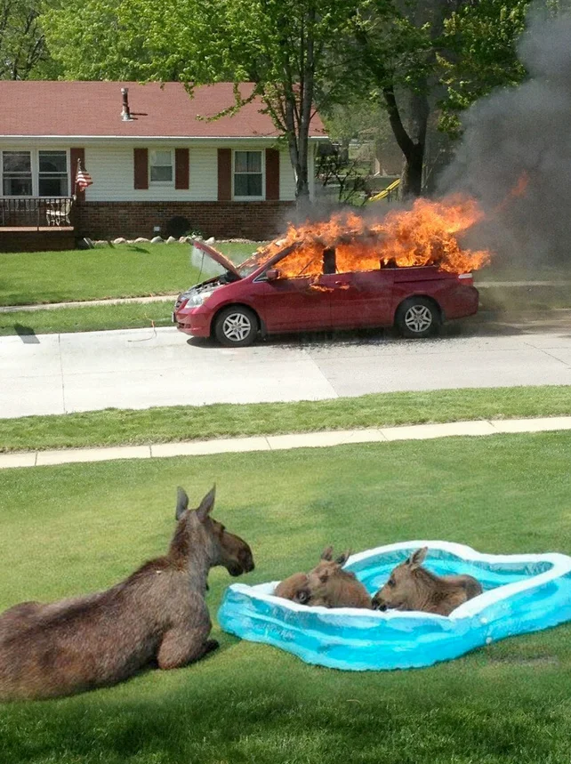 Moose Family in Kiddie Pool Watching Car Fire — Composite image of burning car above a mother moose and calves in a kiddie pool