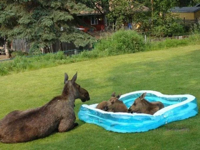 Moose Family in Kiddie Pool Watching Car Fire — Moose family with two calves resting in a blue kiddie pool in a backyard