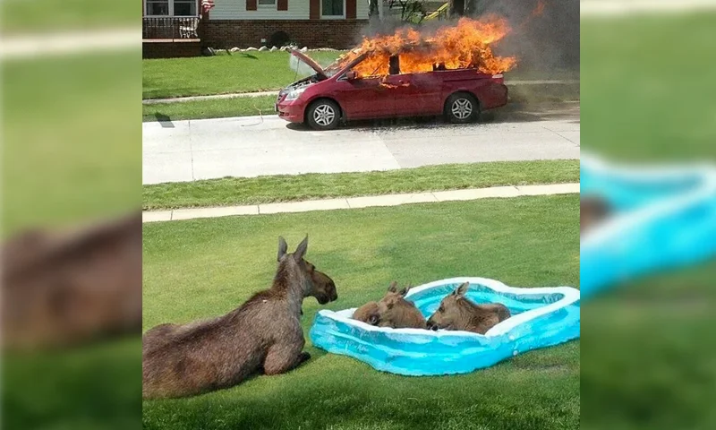 Moose Family in Kiddie Pool Watching Car Fire — Mother moose and two calves lounging in a blue inflatable kiddie pool with a burning red car in the background