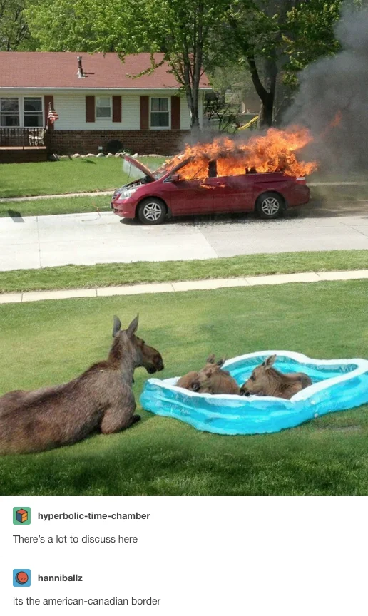 Moose Family in Kiddie Pool Watching Car Fire — Tumblr thread joking that the composite depicts the American-Canadian border