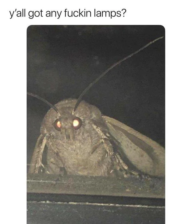 Moth Lamp — Two-element meme format with urgent question above close-up moth photograph.