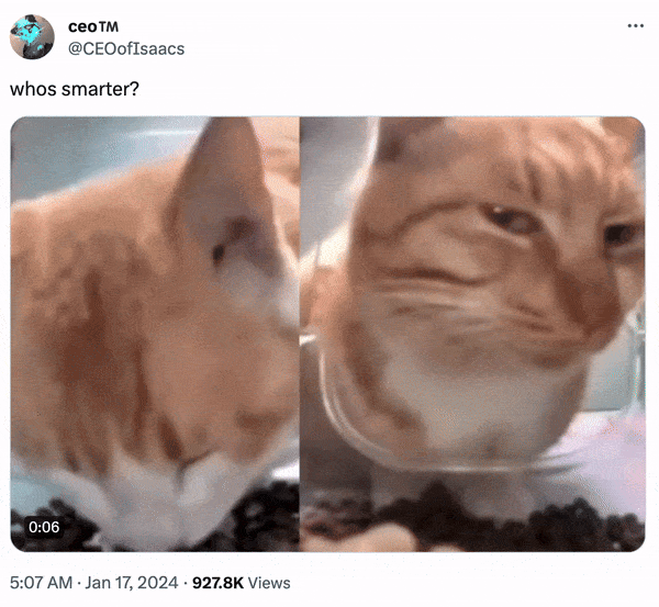 Mr Fresh Side Eye Cat