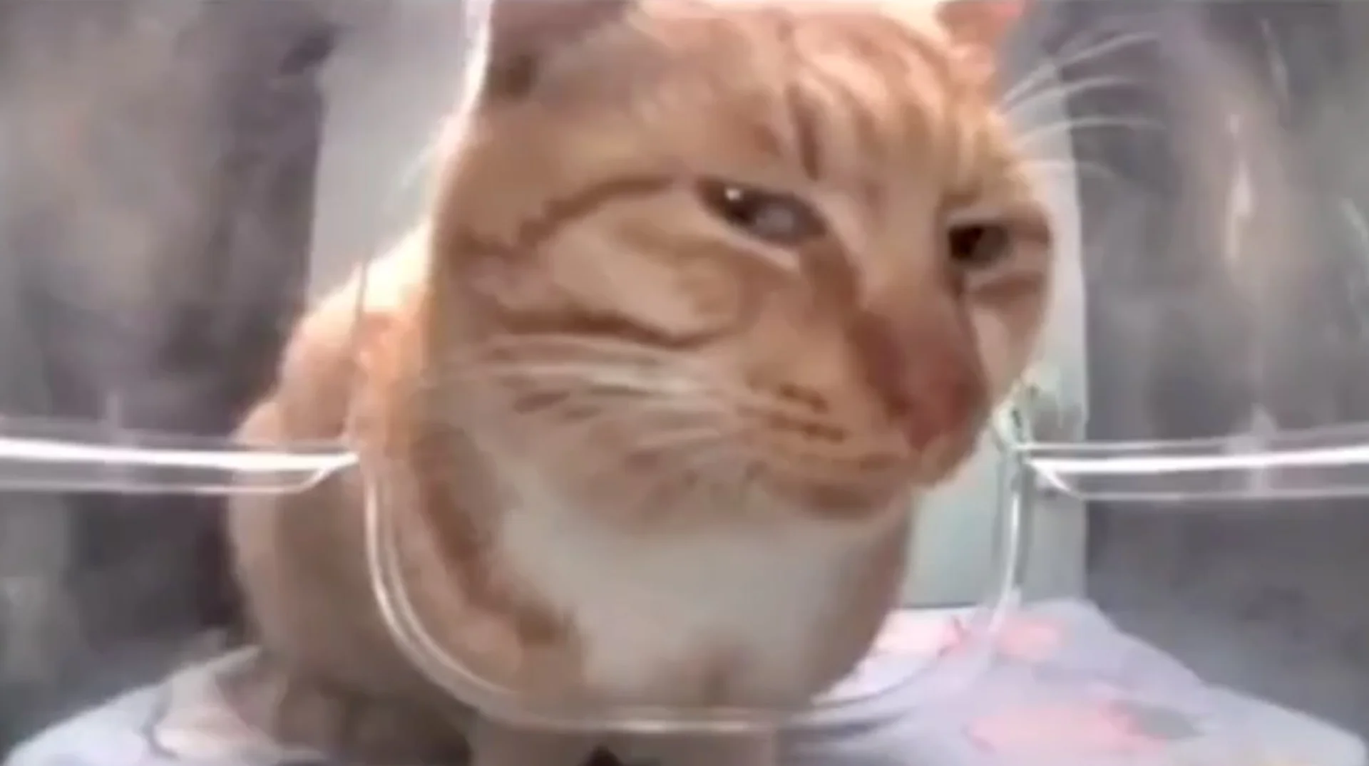 Mr Fresh Side Eye Cat — Orange tabby cat giving a suspicious side eye through a plastic enclosure