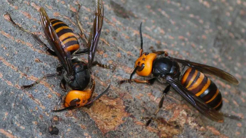 Murder Hornet Invasion — High-quality close-up of two Asian Giant Hornets on bark showing striped abdomen and mandibles.