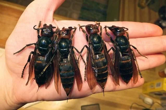 Murder Hornet Invasion — Photograph of four Asian Giant Hornets on human palm showing dramatic size comparison.