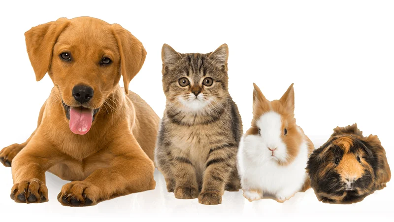 My Pet's Name Is — Puppy, kitten, rabbit and guinea pig sitting together on white background
