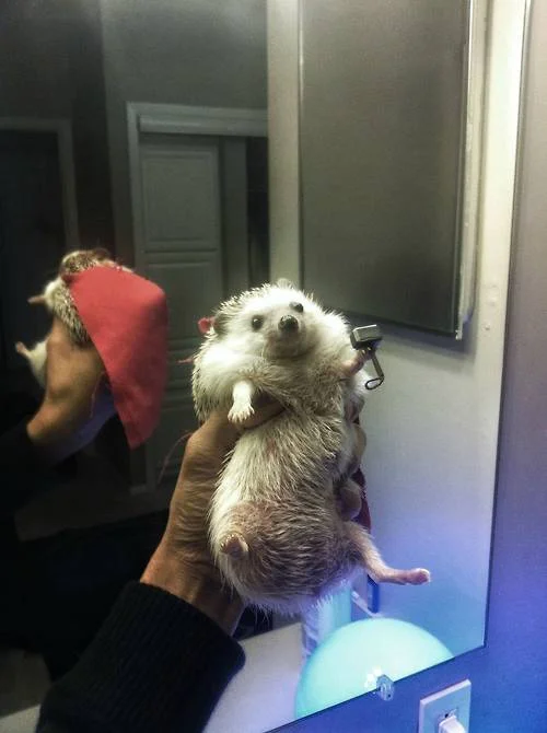MySpace Angles — Person taking a bathroom mirror selfie of a hedgehog