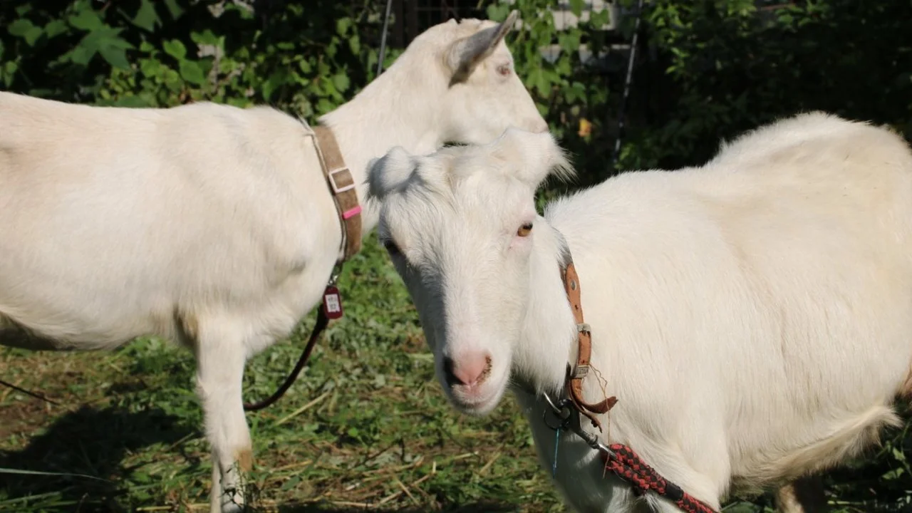 Two white goats, Nagi and Pokke, nuzzling each other in a sunlit pasture