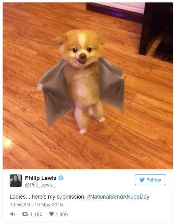Tweet with a photo of a Pomeranian puppy stretching its skin like wings for #NationalSendANudeDay