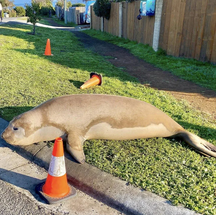 Neil the Seal rests on grass beside an orange traffic cone while gazing at the camera with a playful expression.
